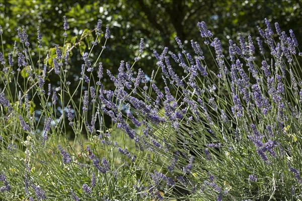 Lavandula angustifolia, blau