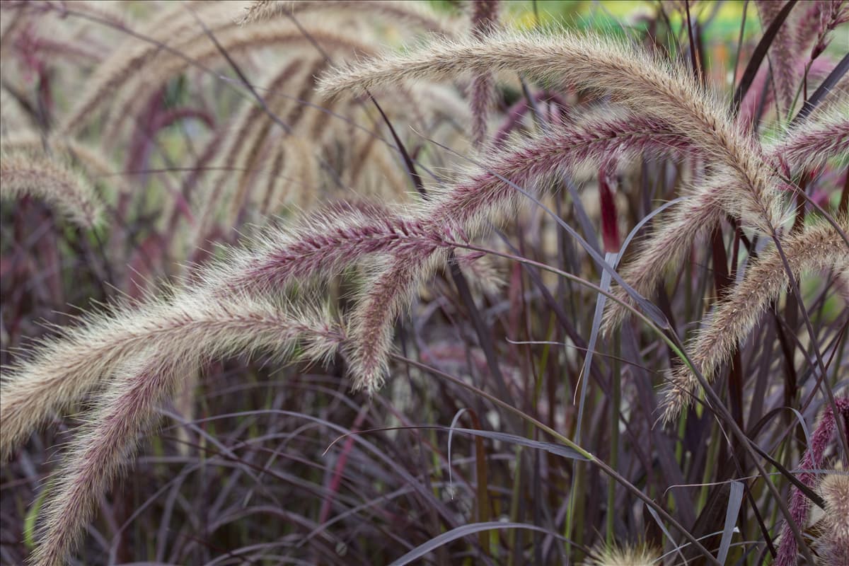 Pennisetum setaceum