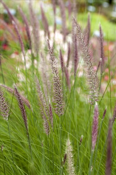 Pennisetum setaceum