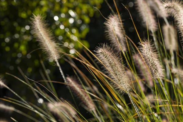Pennisetum setaceum