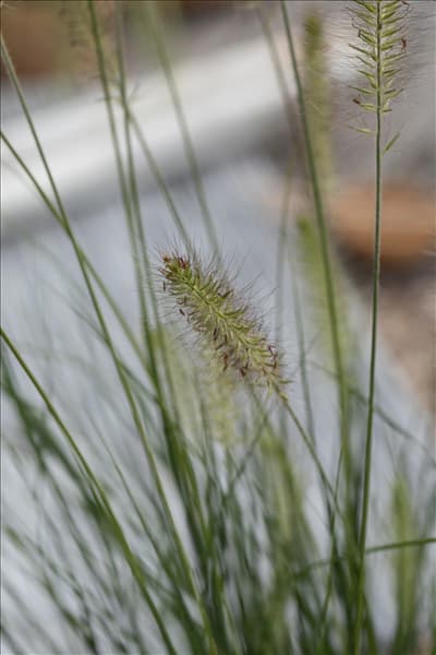 Pennisetum setaceum