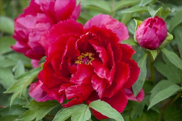 Paeonia lactiflora