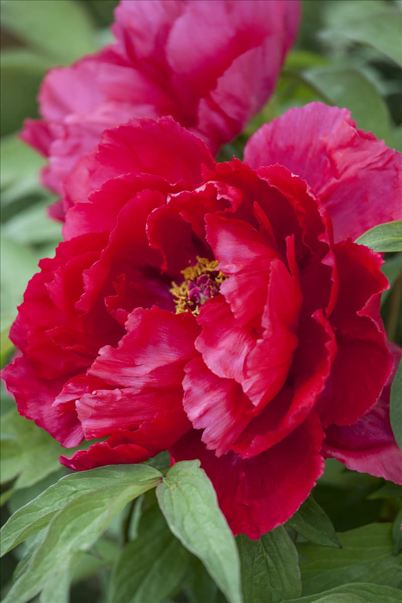 Paeonia lactiflora