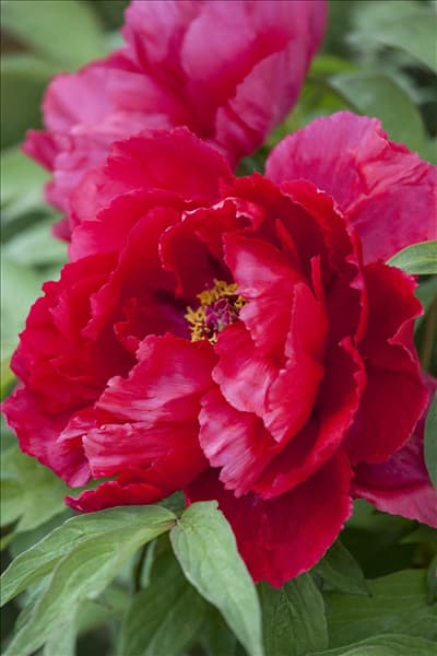 Paeonia lactiflora
