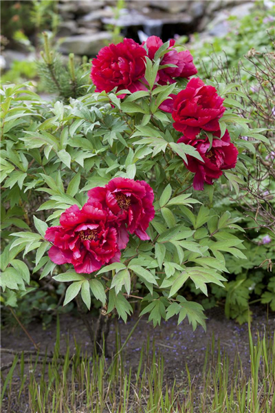Paeonia lactiflora