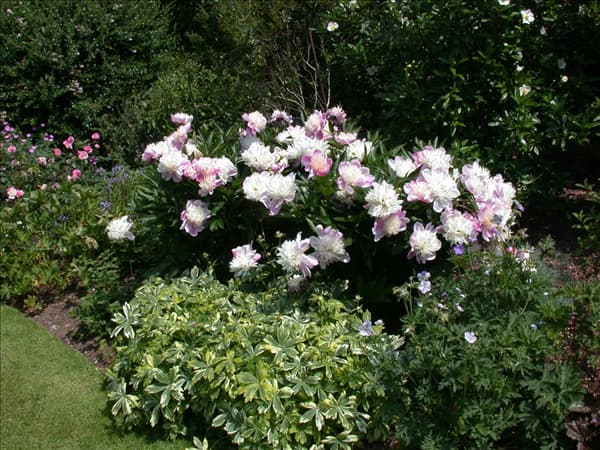 Paeonia lactiflora