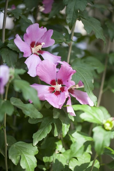 Hibiscus syriacus 'Woodbridge'