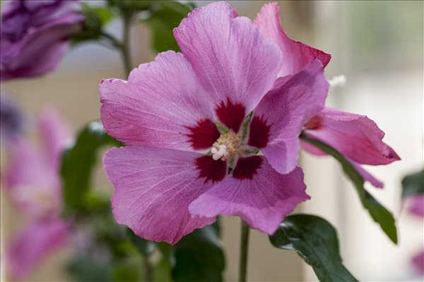 Hibiscus syriacus 'Woodbridge'
