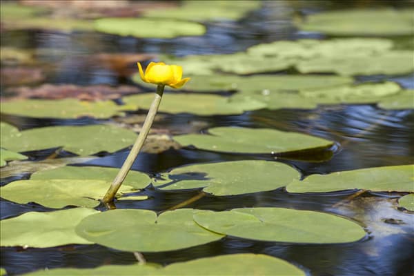 Nuphar lutea