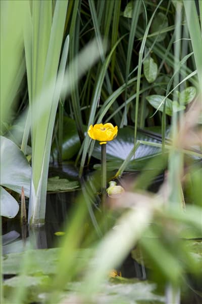 Nuphar lutea