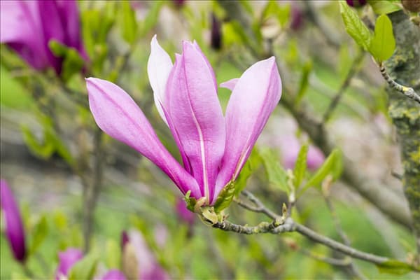 Magnolia, purpurrot
