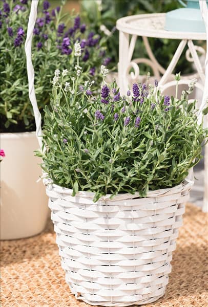 Lavandula angustifolia