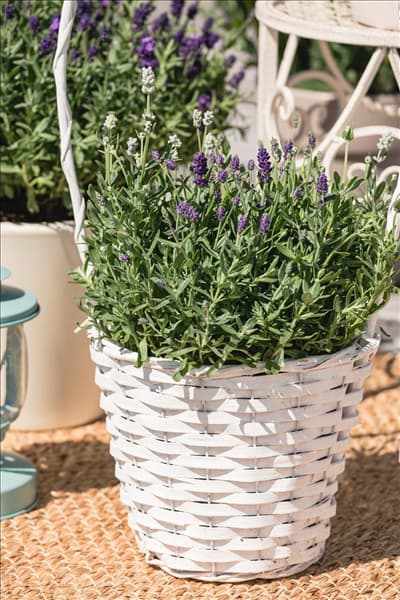 Lavandula angustifolia