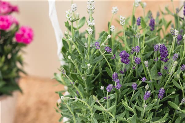 Lavandula angustifolia