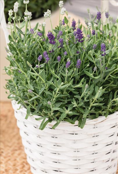 Lavandula angustifolia