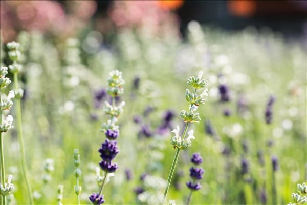 Lavandula angustifolia, weiß