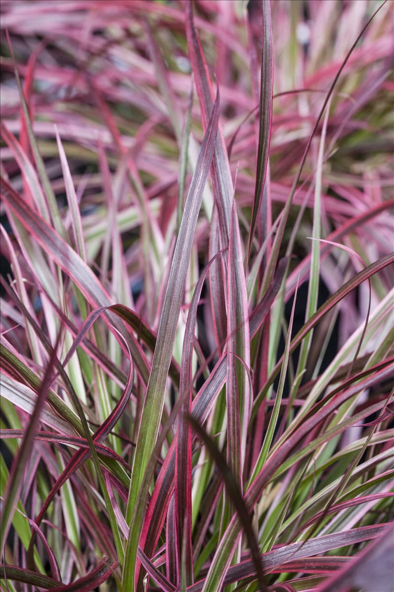 Pennisetum setaceum 'Fireworks'(s)