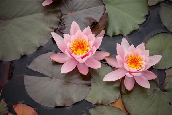 Nymphaea