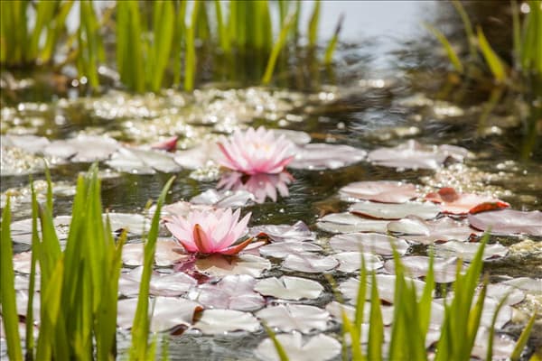 Wasserrose