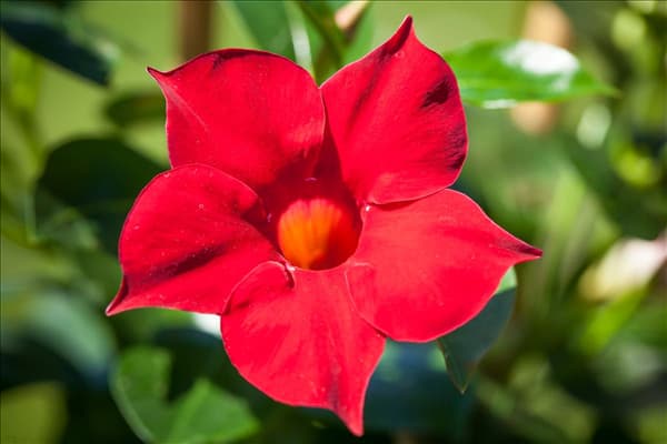 Mandevilla sanderi 'Sundaville® Red'