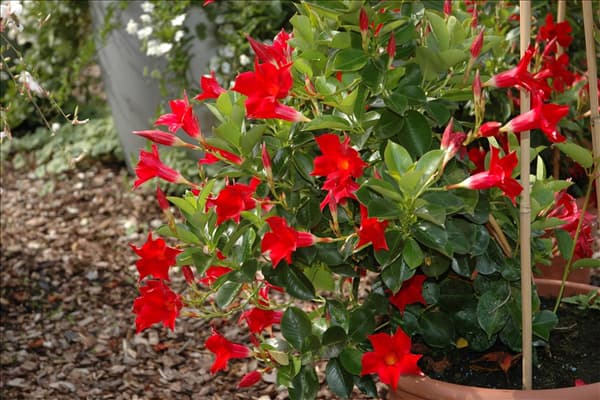 Mandevilla sanderi 'Sundaville® Red'