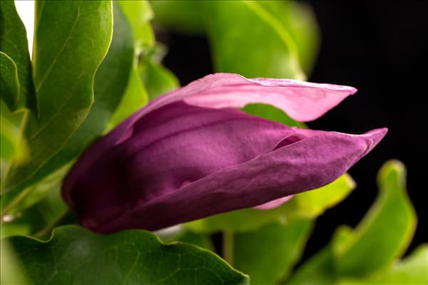Magnolia liliiflora 'Susan'