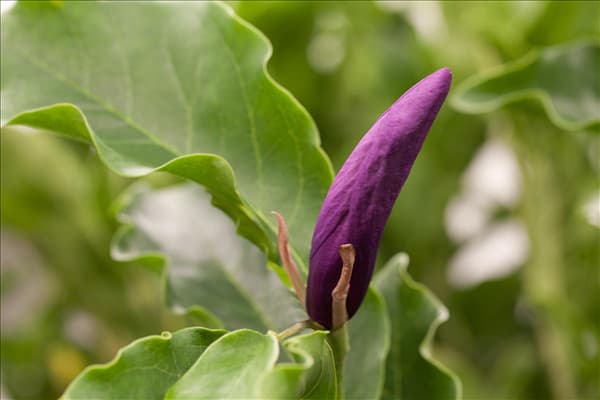 Magnolia liliiflora 'Susan'