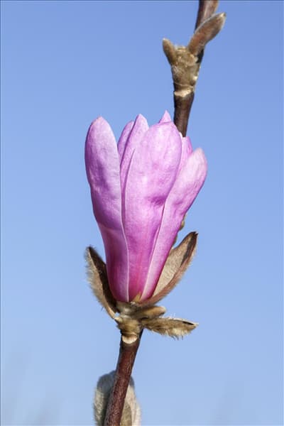 Magnolia liliiflora 'Susan'