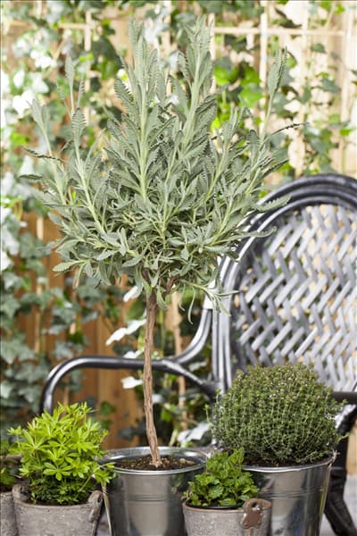 Lavandula dentata