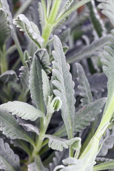 Lavandula dentata