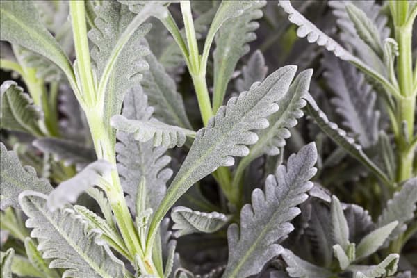 Lavandula dentata