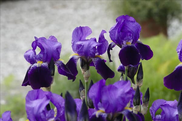 Iris x germanica, violett