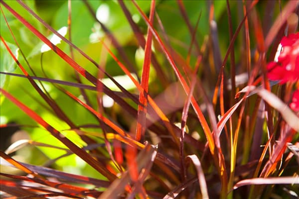 Pennisetum setaceum 'Rubrum'