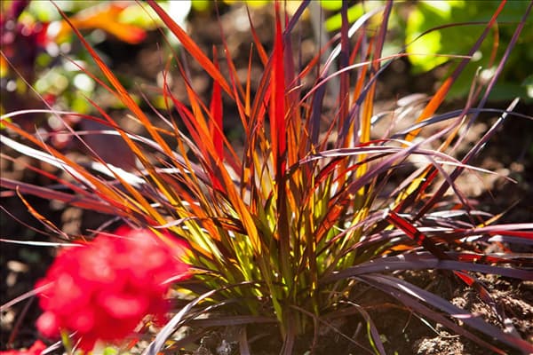 Pennisetum setaceum 'Rubrum'