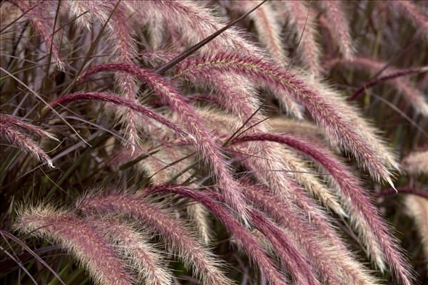 Pennisetum setaceum 'Rubrum'