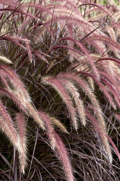 Pennisetum setaceum 'Rubrum'