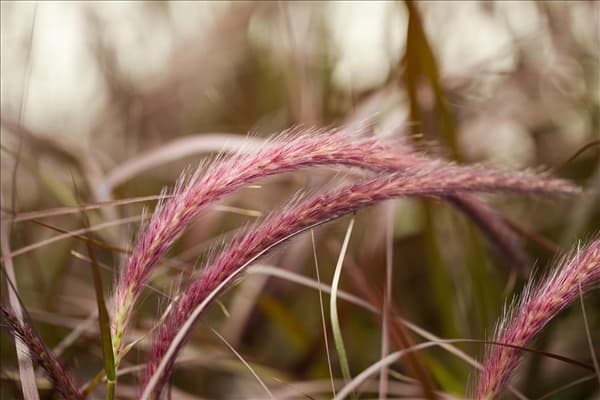 Pennisetum setaceum 'Rubrum'
