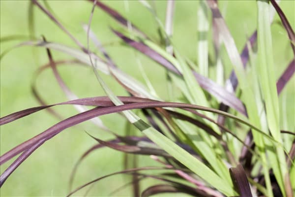 Pennisetum setaceum 'Rubrum'