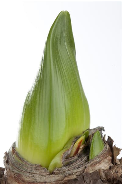 Hippeastrum