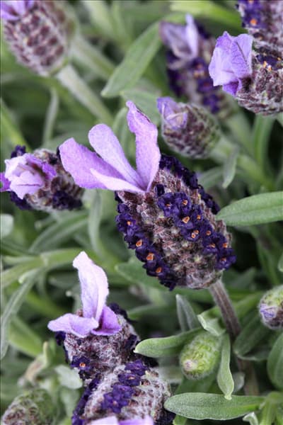 Lavandula stoechas