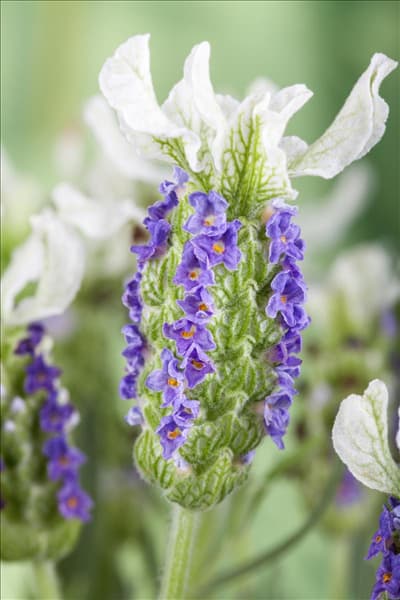 Lavandula stoechas