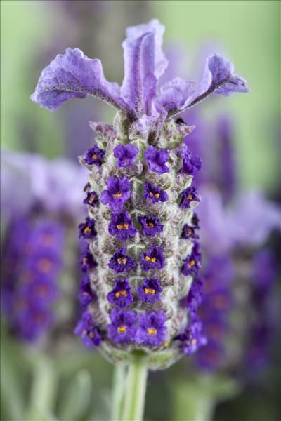 Lavandula stoechas