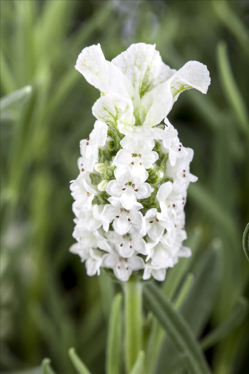 Lavandula stoechas, weiß