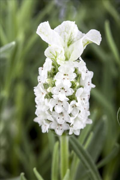 Lavandula stoechas, weiß