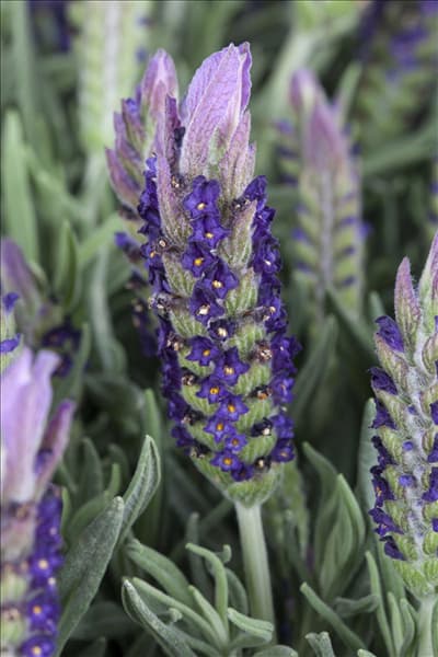 Lavandula stoechas
