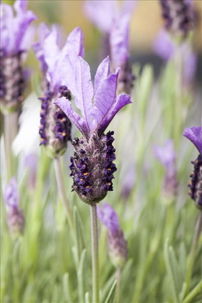 Lavandula stoechas