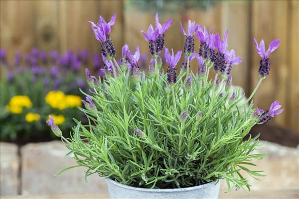 Lavandula stoechas