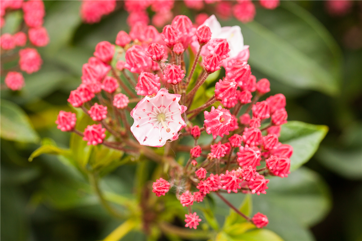 Kalmia latifolia 'Ginkona'