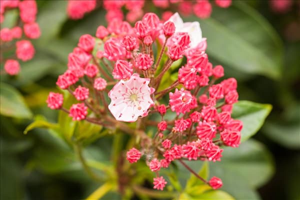 Kalmia latifolia 'Ginkona'