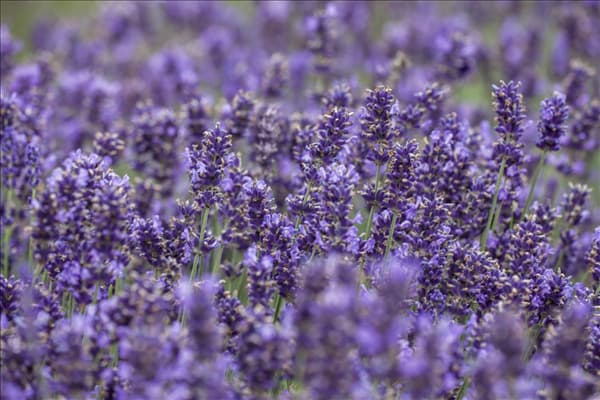 Lavandula angustifolia